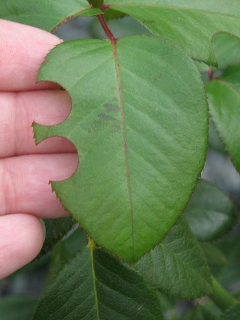 Photo of a leaf with two circles cut out of it by cutter bees. 