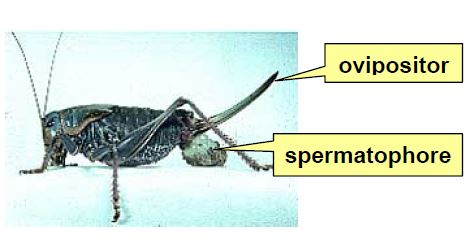Mormon cricket with ovipositor and spermatophore