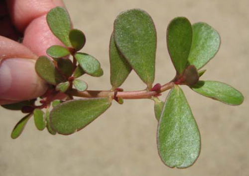 Common purslane leaves