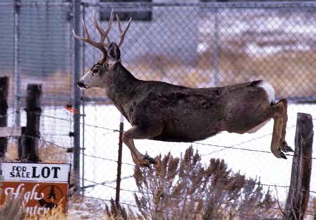 Photo of Deer which is jumping over a fence.