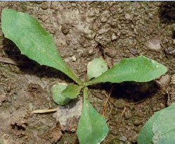 Seedling leaves