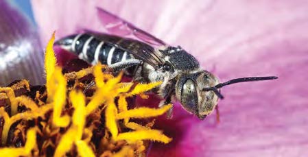 Close up of a cuckoo bee on a flower.