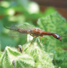 An adult snakefly on a plant.