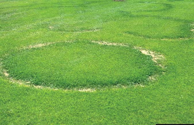 A grass lawn with four fairy ring circles of browned, damaged grass.
