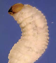 Close up of a billbug larva.