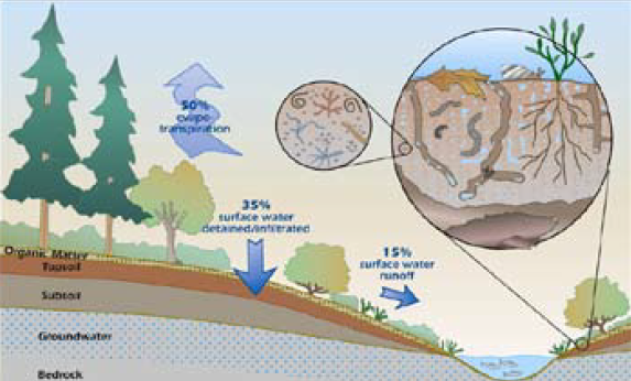 Stormwater distribution with ample soil biota