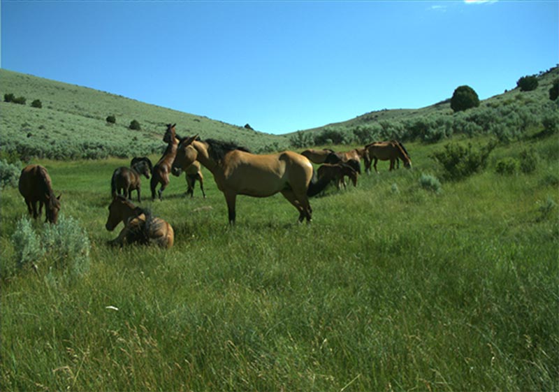 Wild horses in a lentic riparian area