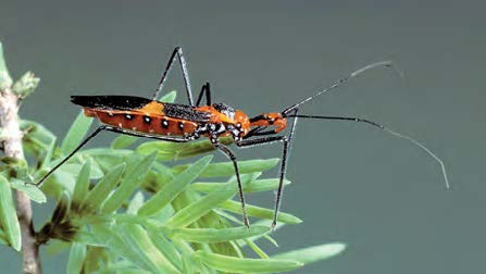 Close up of an adult assassin bug.