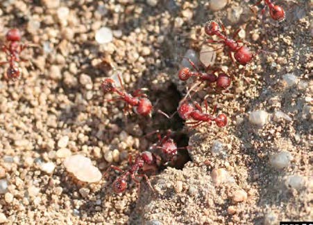 Red harvester ants clustered around an opening to their nest.