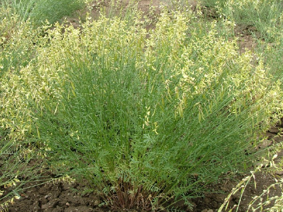 Astragalus filipes plant