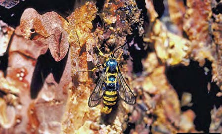 An adult sequoia pitch moth on a tree.