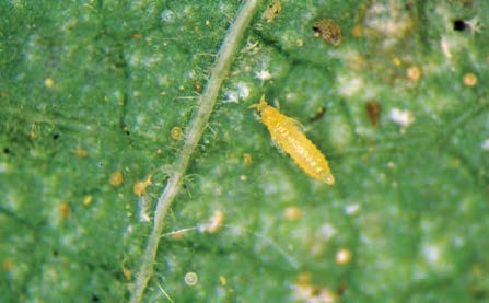Yellow thrip larvae wreak havoc on a leaf causing it to look diseased.