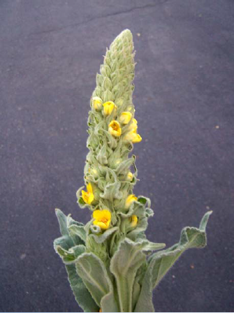 Common mullein flower