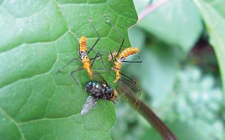 Two assassin bugs feeding on a fly.
