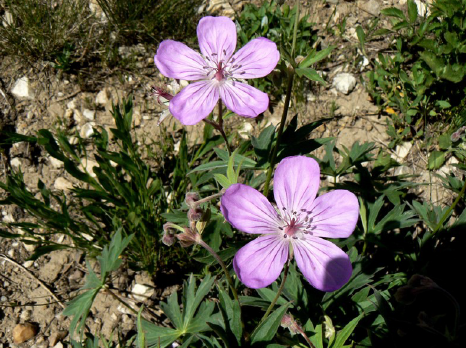 Purple geranium viscosissimum plant