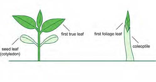 Seed Life Cycle
