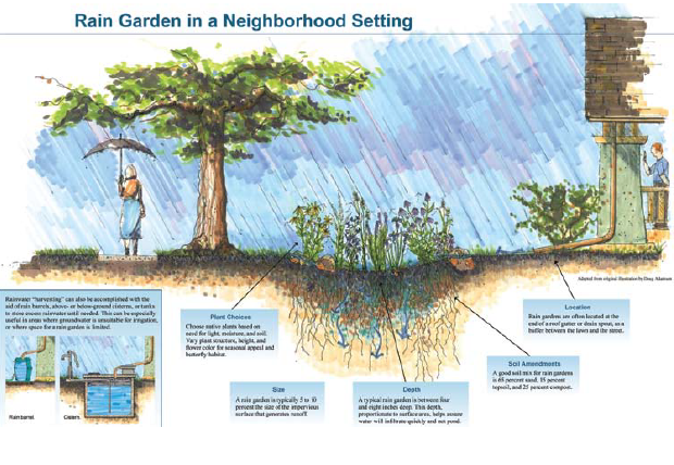 Rain garden infographic