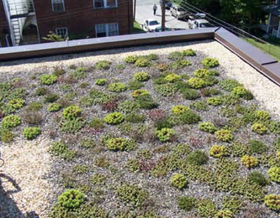Sedums in green roof