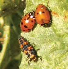 Two adult and one larvae ladybird beetles on a leaf.