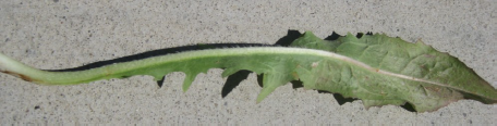 Chicory leaf