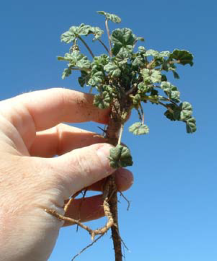 Common mallow taproot