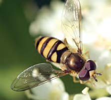 Close up of a syrphid fly on flowers.