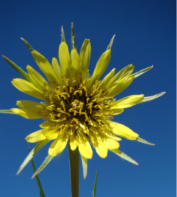 Western salsify yellow flower