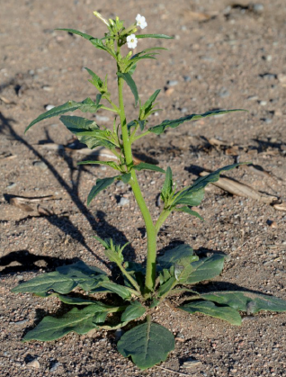 Coyote tobacco growth
