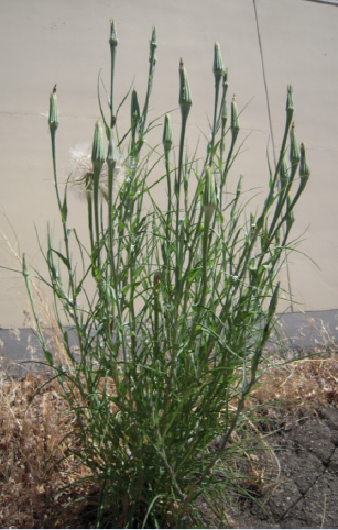 Western salsify plant