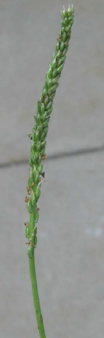 Broadleaf plantain stem