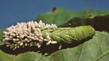 A caterpillar is covered with white parasitic wasp larvae.