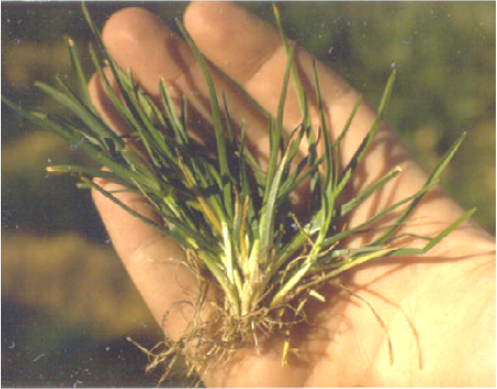 Planting Summer Grass  N.C. Cooperative Extension