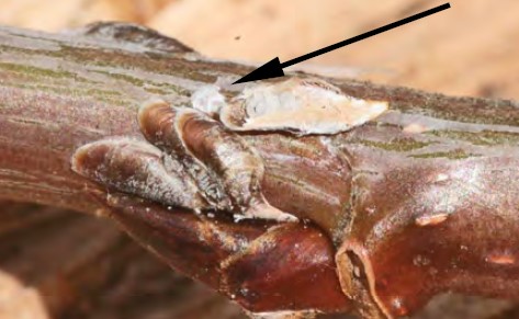 An arrow points to an overturned scale insect on a branch to show it's eggs.