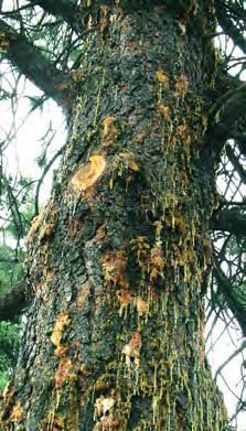 A tree with large amounts of pitch masses shows the damage done by sequoia pitch moth larvae.