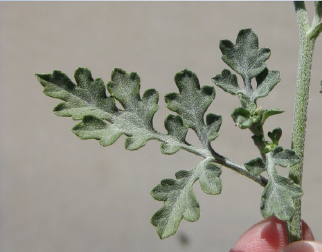 Bursage leaves