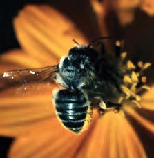 Close up of a leafcutter bee on a flower.