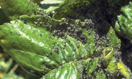 Many aphids on a plant
