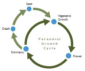 Diagram 3: Perennial Growth Cycle. Vegetative Growth -> Flower -> Dormancy -> Death -> Seed