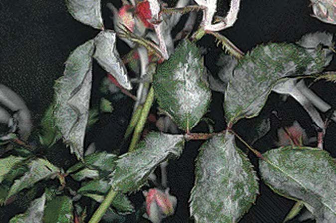 A rose plant's leaves are covered in a powdery white substance from powdery mildew.
