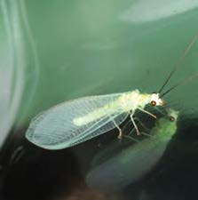 An adult green lacewing.