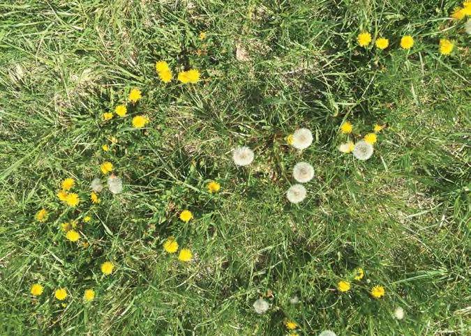 Dandelions