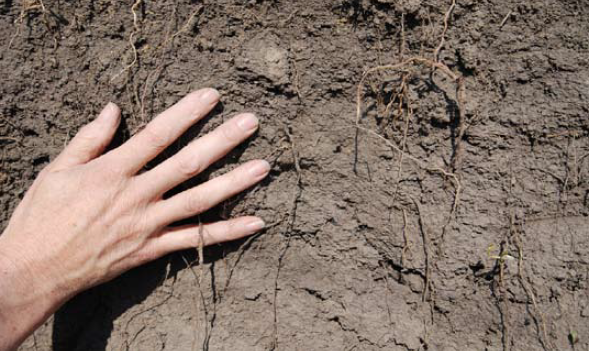 Hands on soil