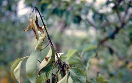 A pear tree branch is blackened and hooked over due to damage done by fireblight.