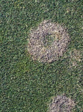 A donut shaped pinkish-brown patch on grass shows the damage done by snow mold.