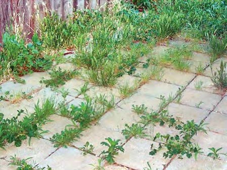 Paver patio with many weeds growing between the pavers?