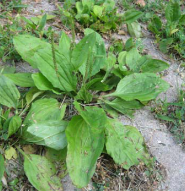 Growing broadleaf plantain