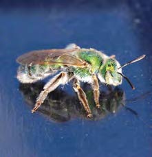 Close up of a green sweat bee.