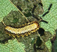 Late instar larvae of a elm leaf beetle on a leaf