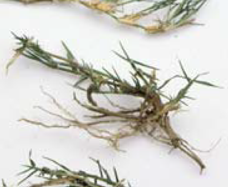 Bermudagrass sprigs
