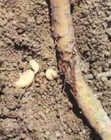 A damaged black vine root from root weevil larvae.